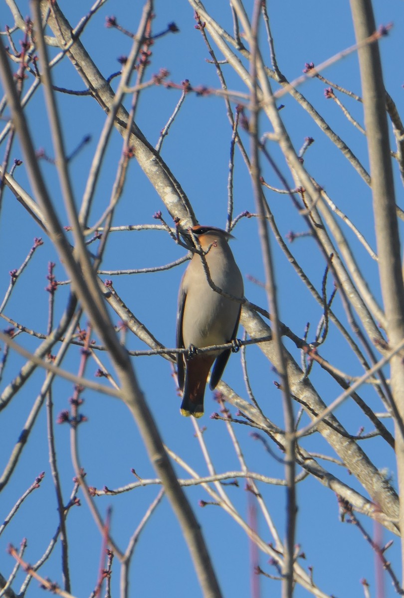 Bohemian Waxwing - ML615873100