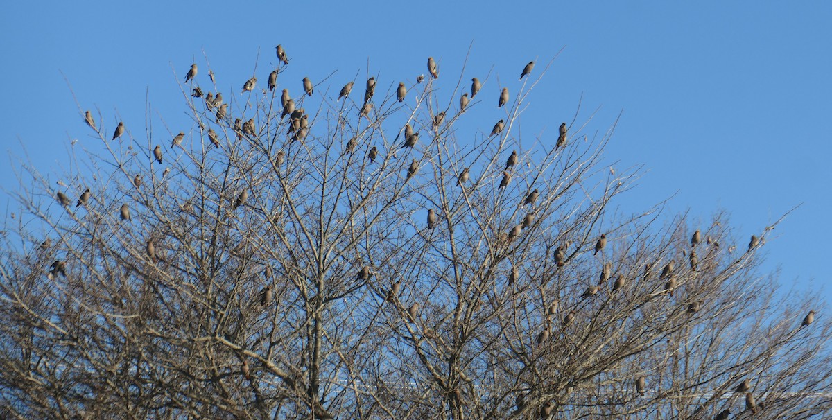 Bohemian Waxwing - ML615873121