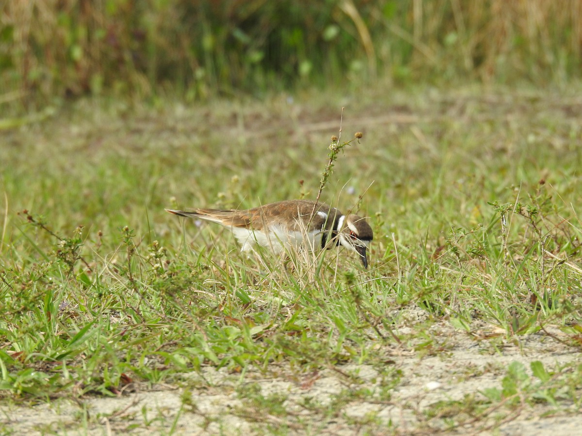 Killdeer - ML615873125