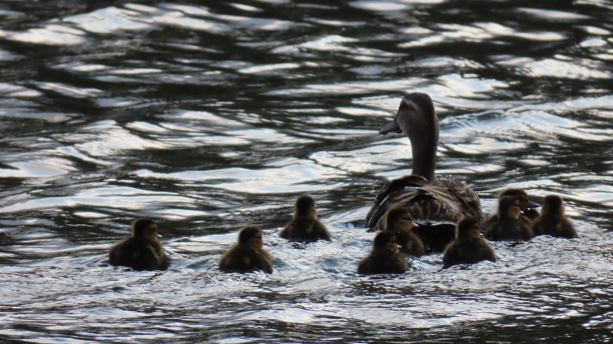 Canard colvert - ML615873126