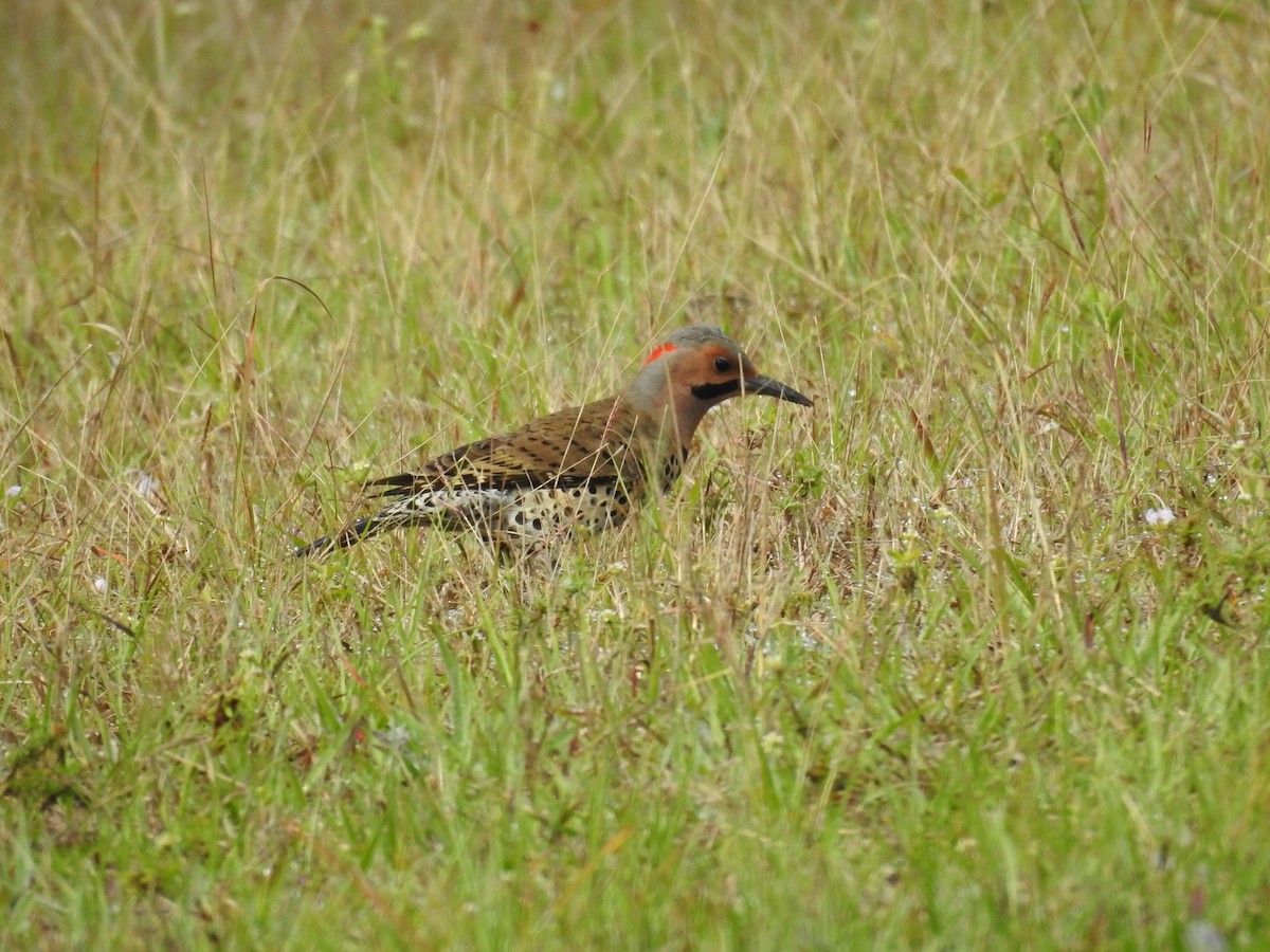 Northern Flicker - Michael Weisensee