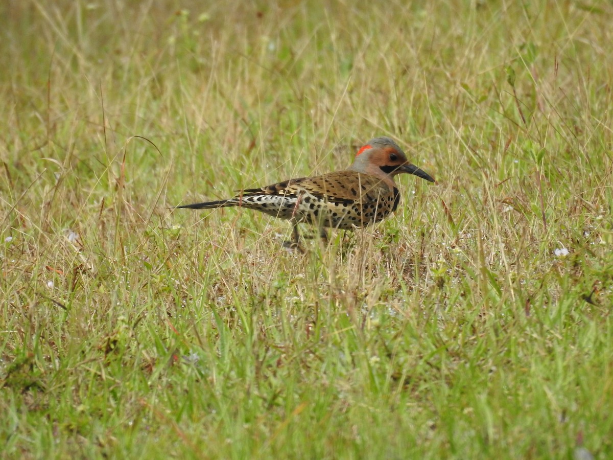 Northern Flicker - Michael Weisensee