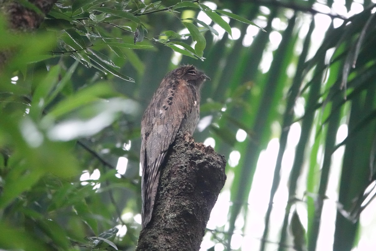 Common Potoo - ML615873164