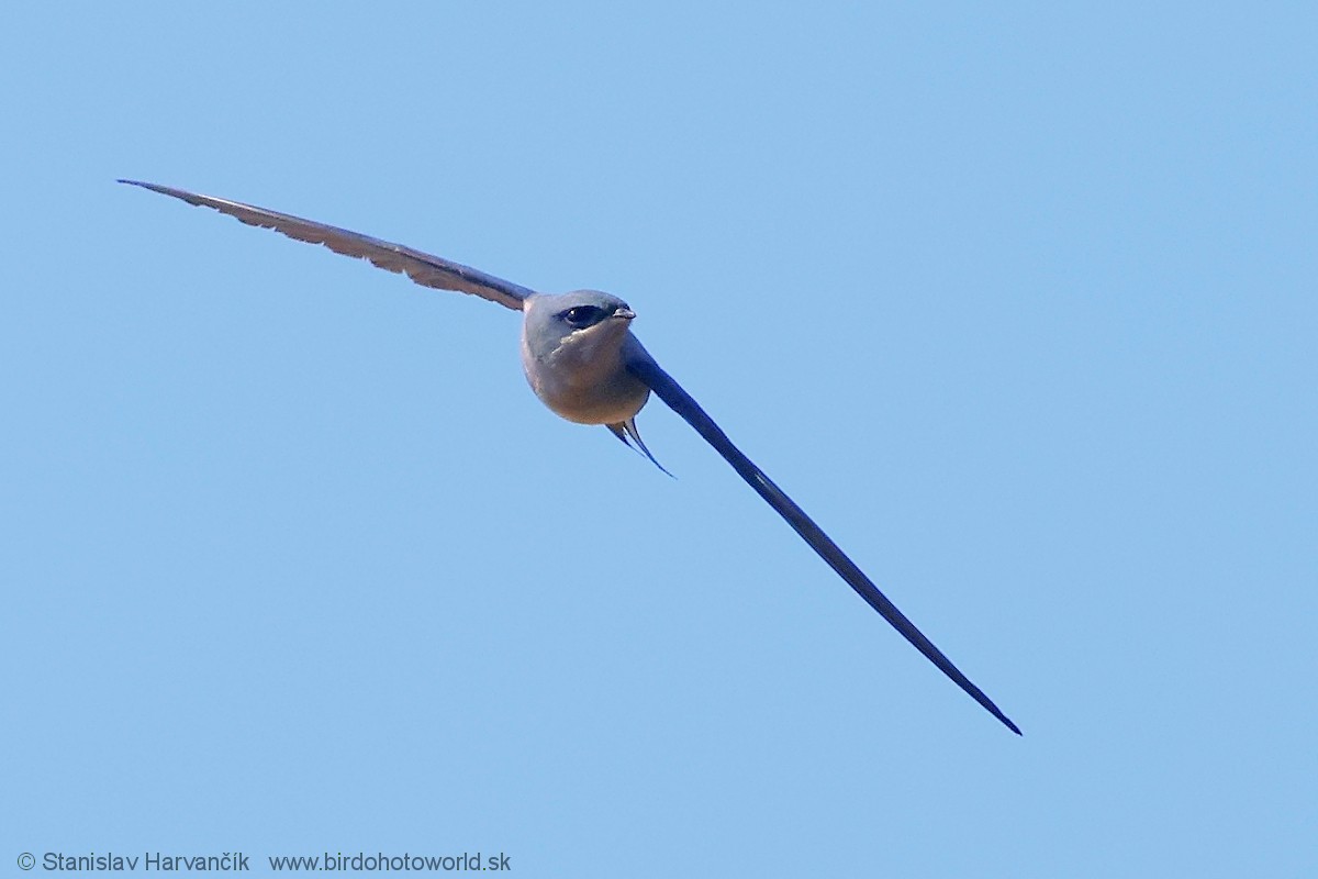 Crested Treeswift - ML615873171