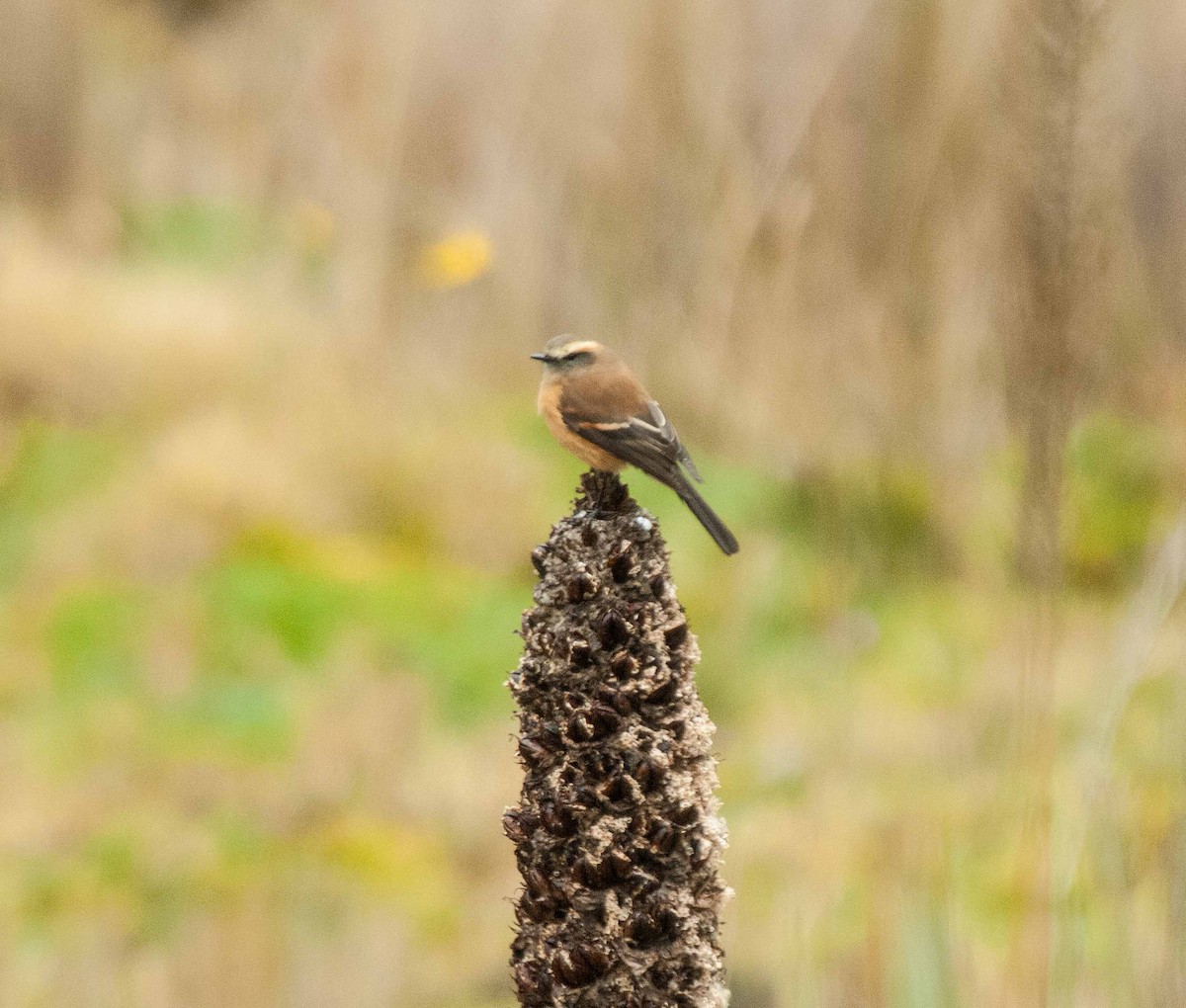 Brown-backed Chat-Tyrant - ML615873205