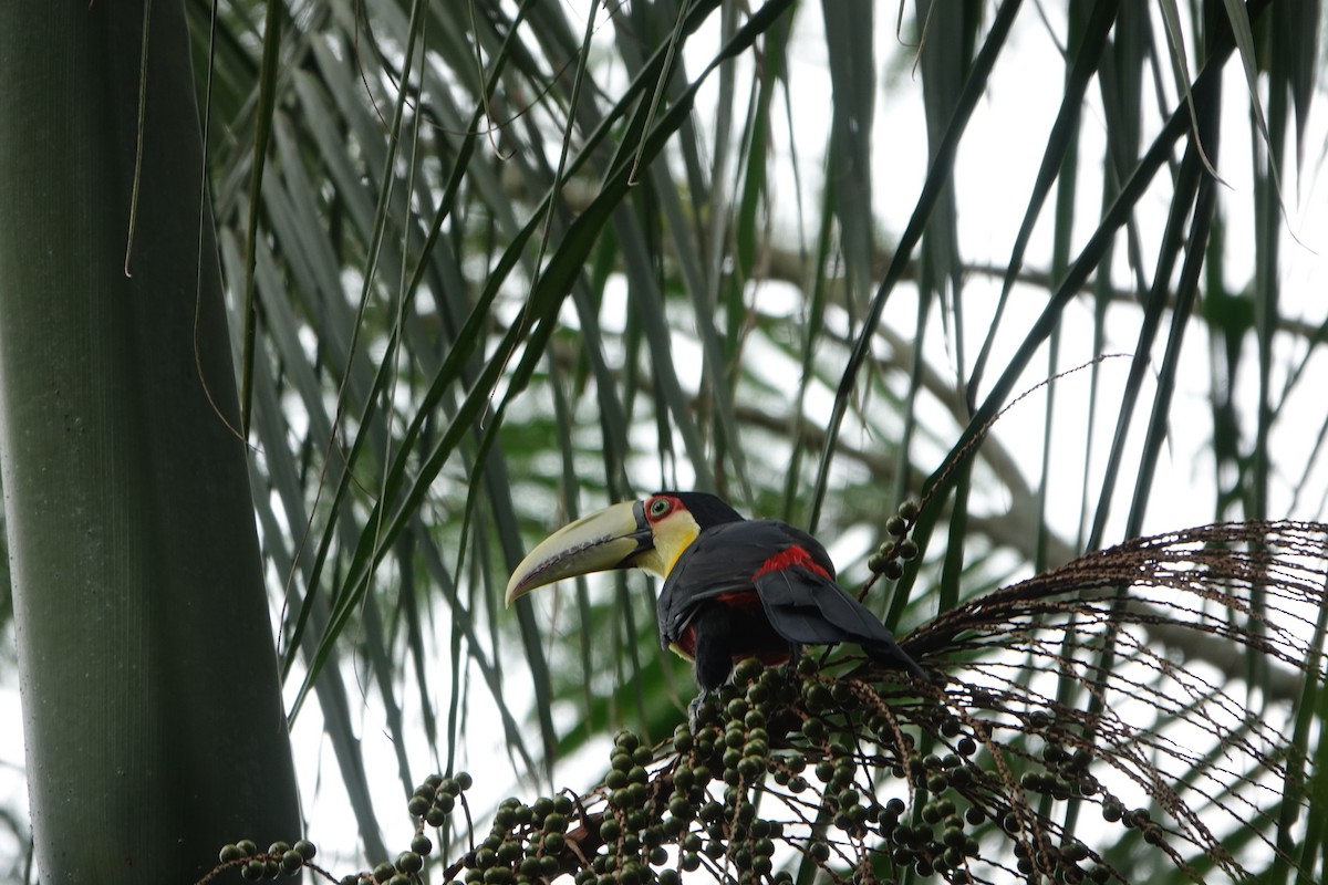 Red-breasted Toucan - Andrew Fontenot