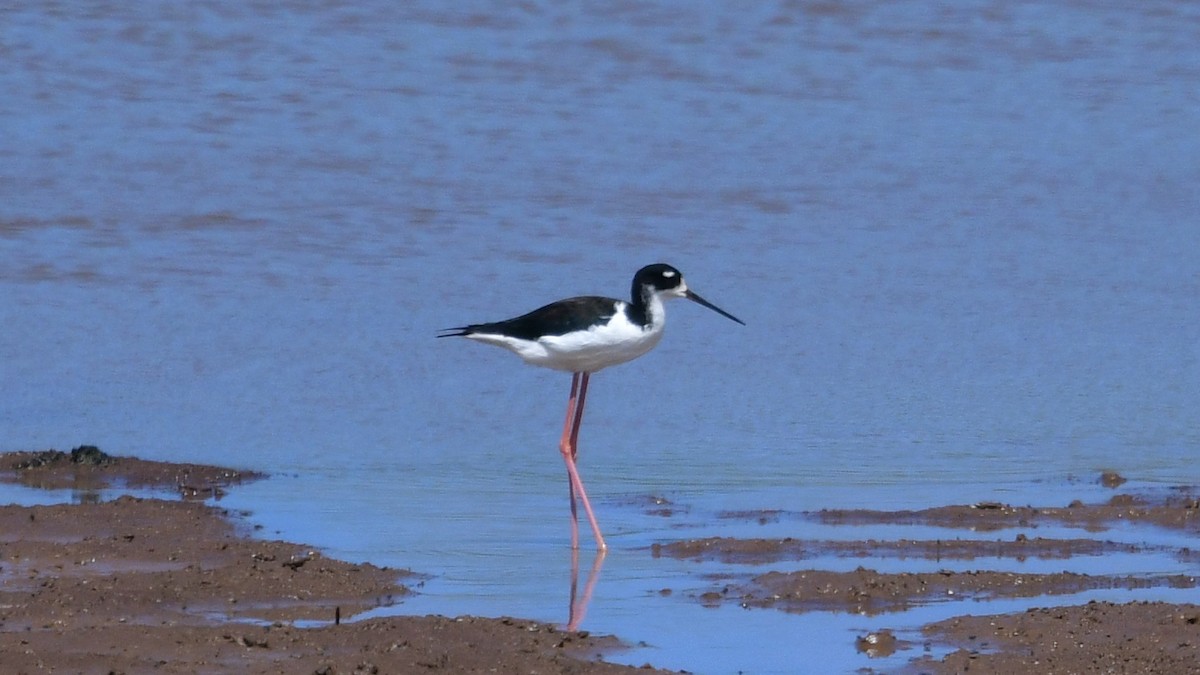 Black-necked Stilt - ML615873211