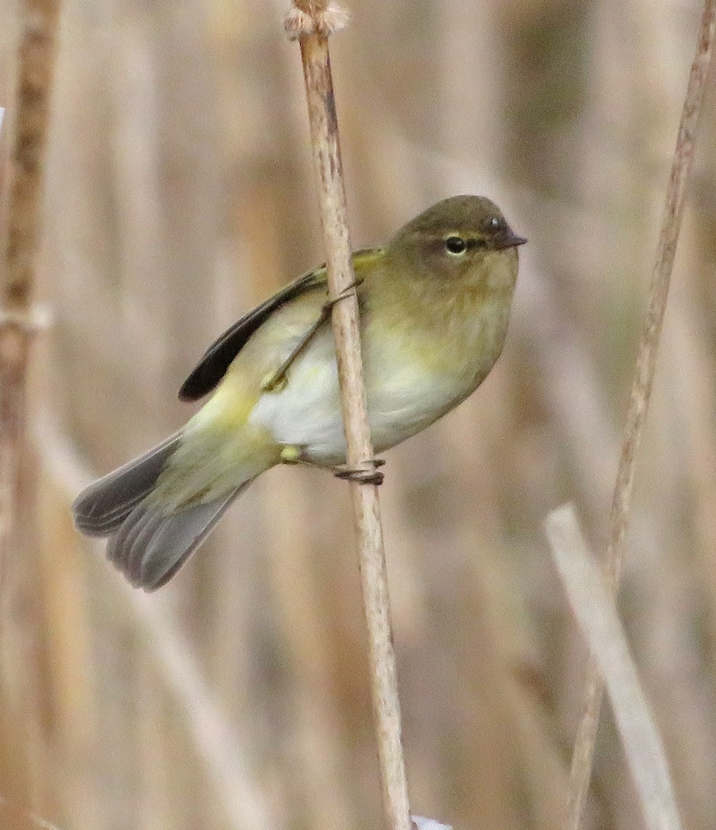 Common Chiffchaff - ML615873222