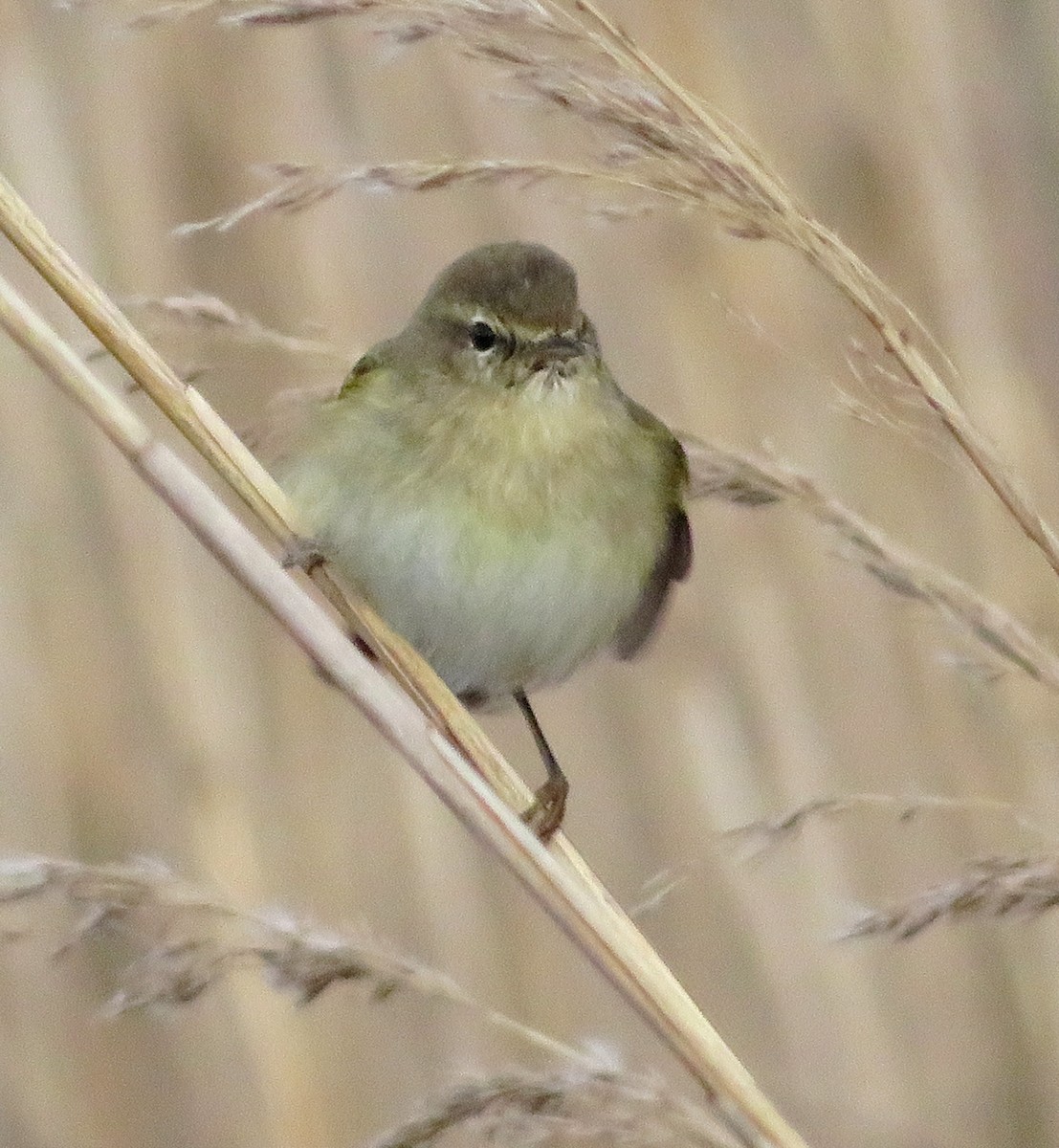 Common Chiffchaff - ML615873224