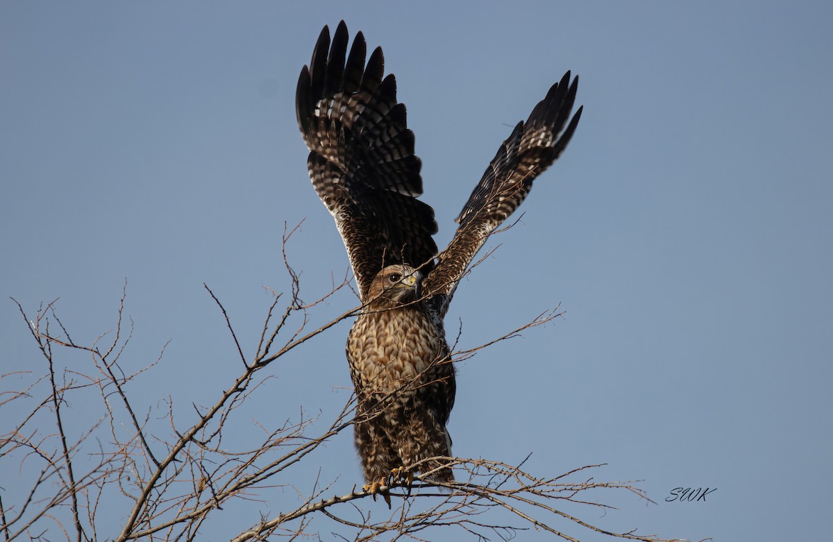 Red-tailed x Rough-legged Hawk (hybrid) - ML615873241