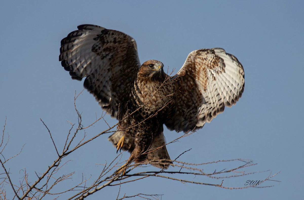 Red-tailed x Rough-legged Hawk (hybrid) - ML615873242