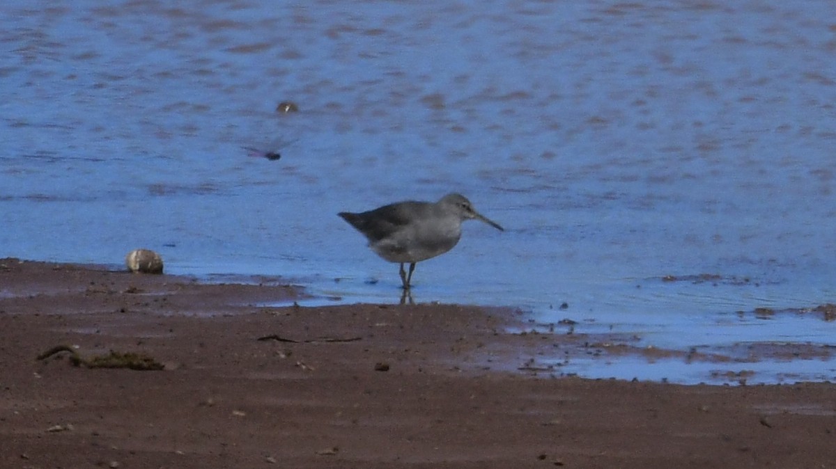 Wandering Tattler - ML615873254