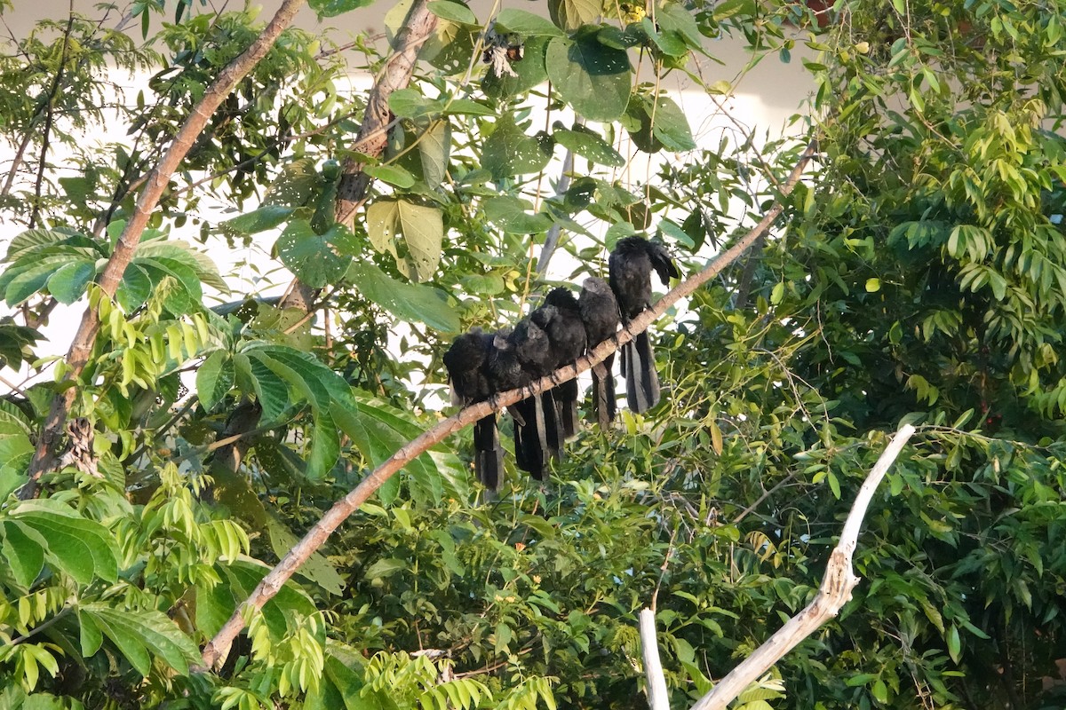 Smooth-billed Ani - ML615873285