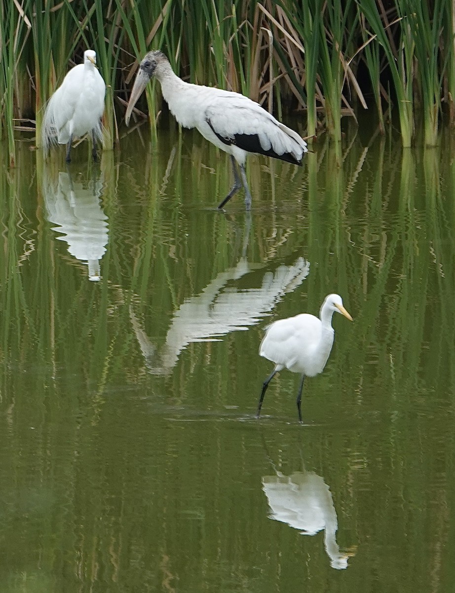 Wood Stork - ML615873323