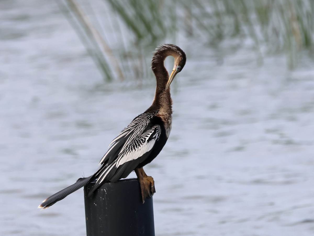 Amerika-Schlangenhalsvogel - ML615873328