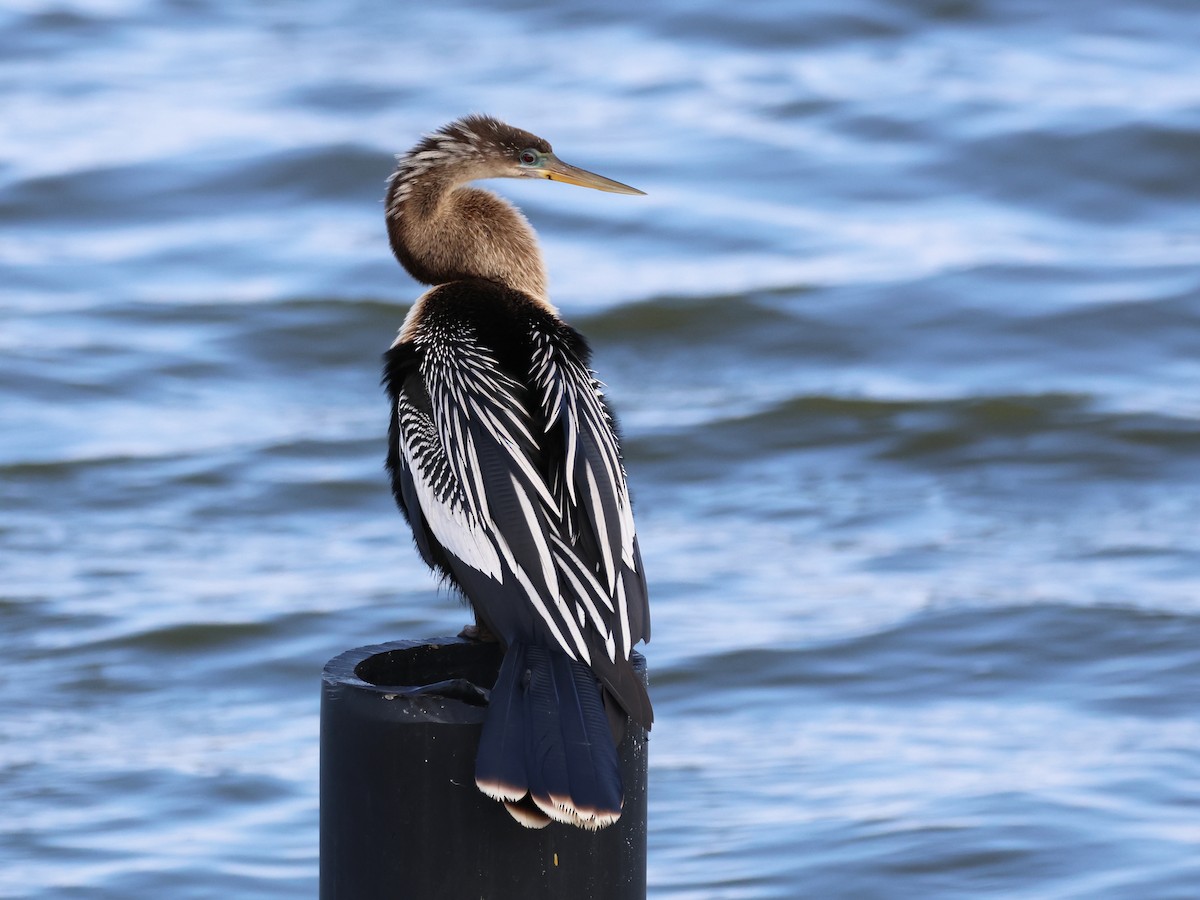 Amerika-Schlangenhalsvogel - ML615873329