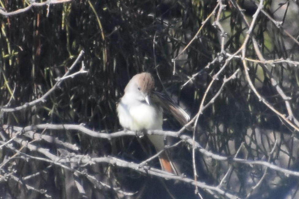 Ash-throated Flycatcher - ML615873341