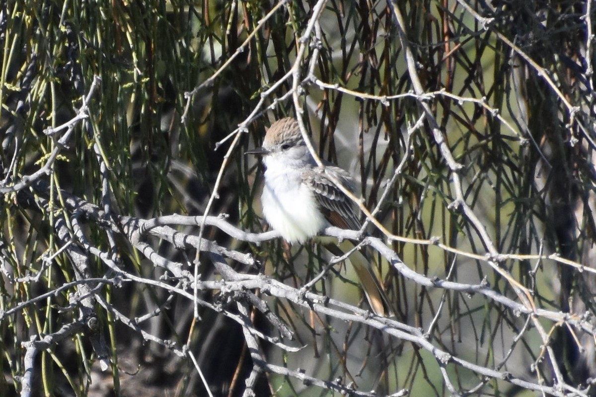 Ash-throated Flycatcher - ML615873343