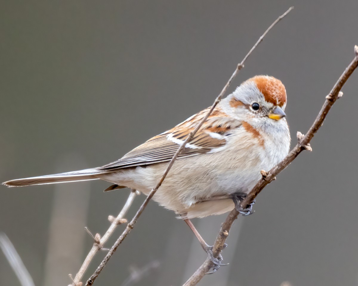 American Tree Sparrow - ML615873418