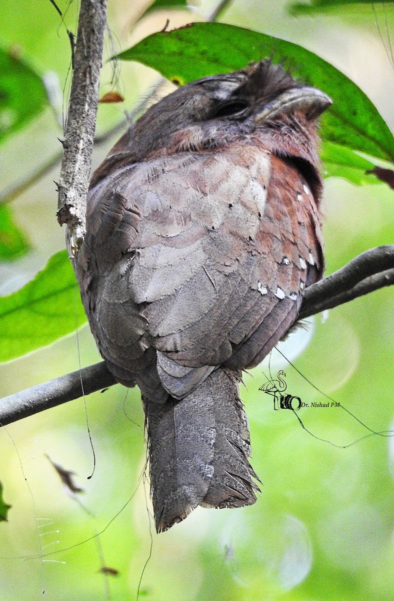 Sri Lanka Frogmouth - ML615873431