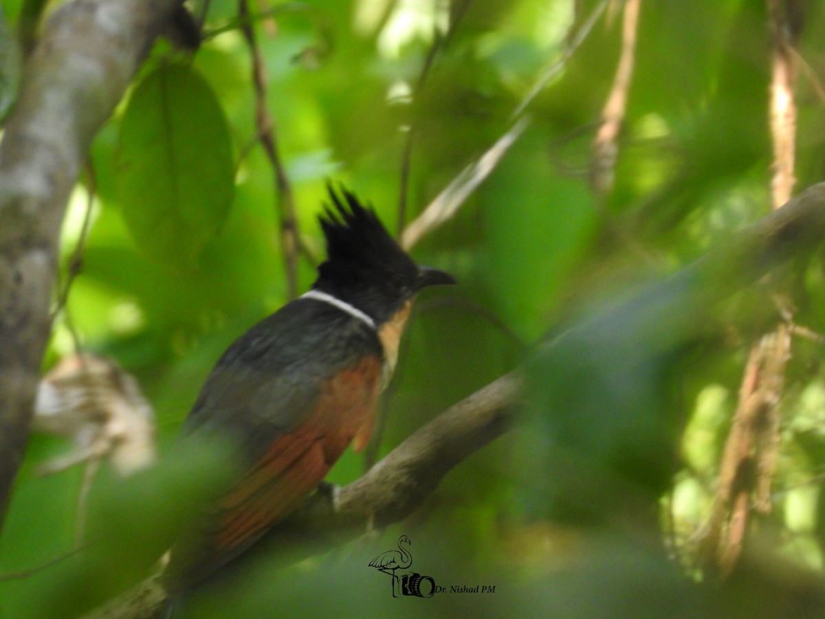 Chestnut-winged Cuckoo - ML615873437