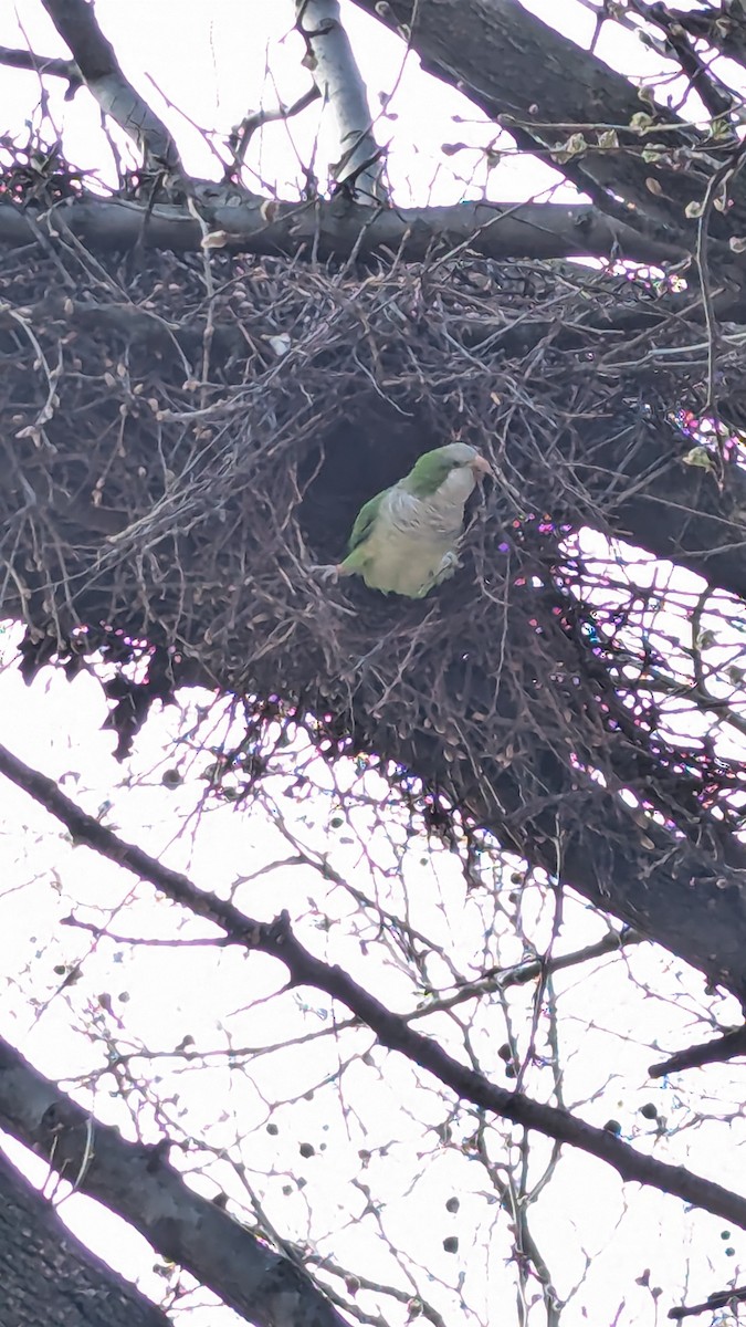 Monk Parakeet - ML615873440