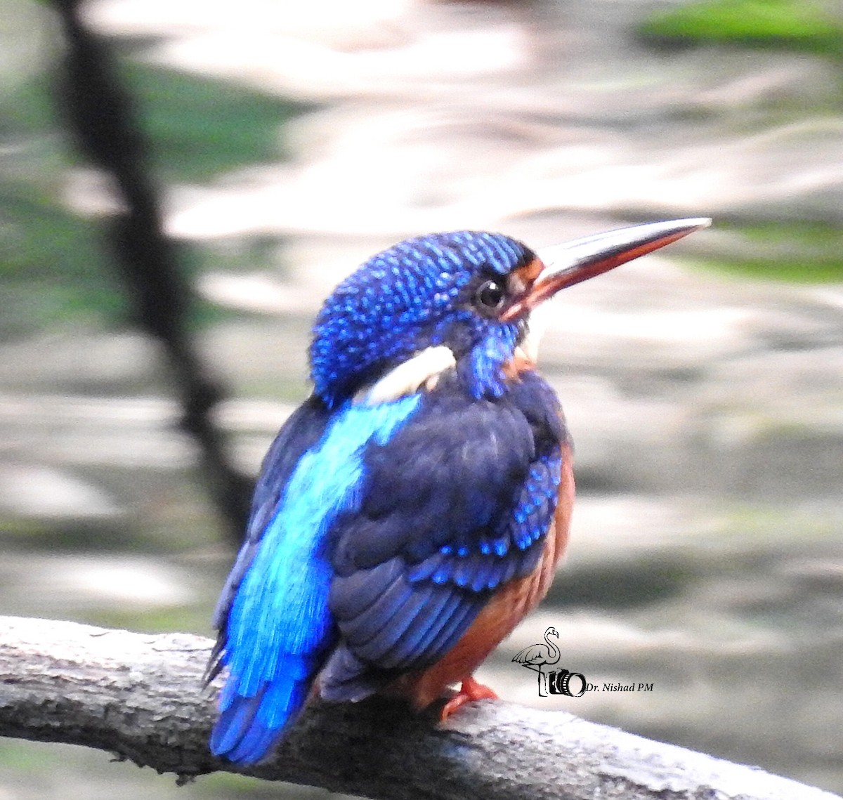 Blue-eared Kingfisher - Dr. NISHAD PM