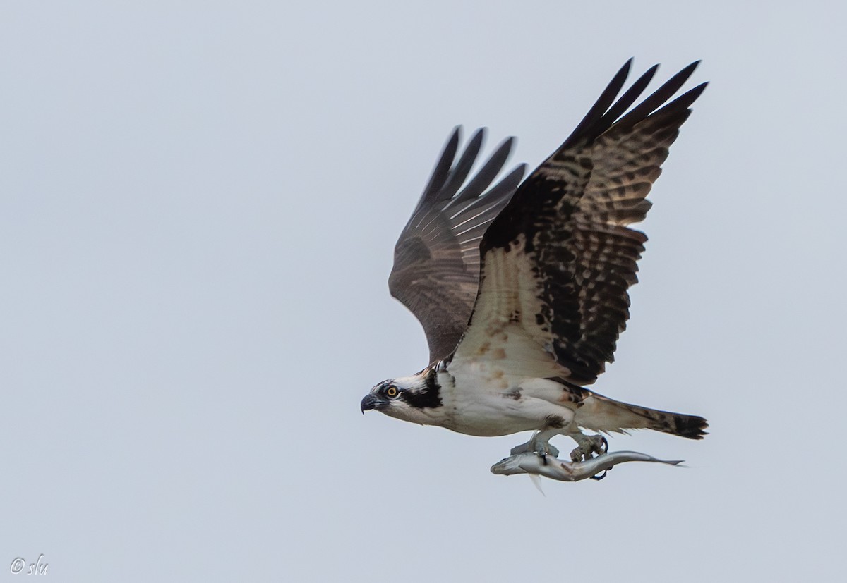 ミサゴ - ML615873445