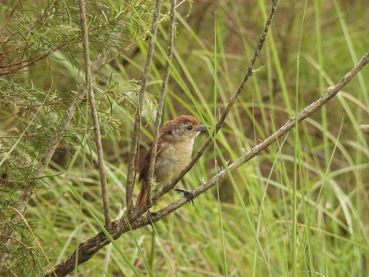 Rufous-capped Antshrike - ML615873448