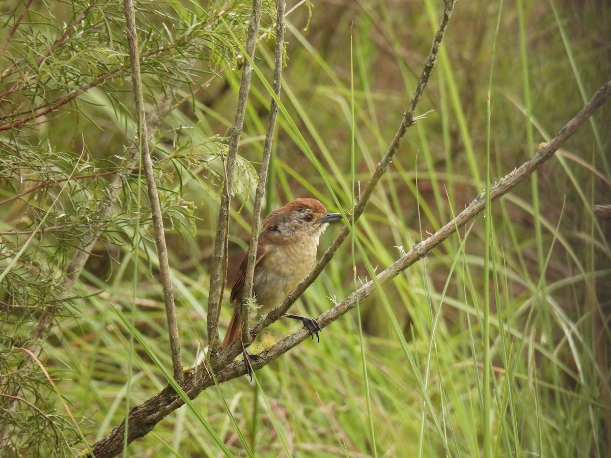 Rufous-capped Antshrike - ML615873449