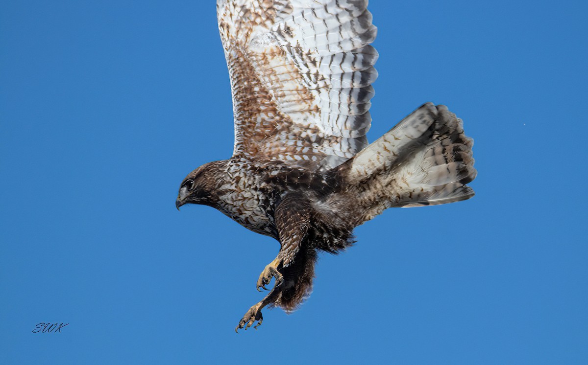 Red-tailed x Rough-legged Hawk (hybrid) - ML615873469