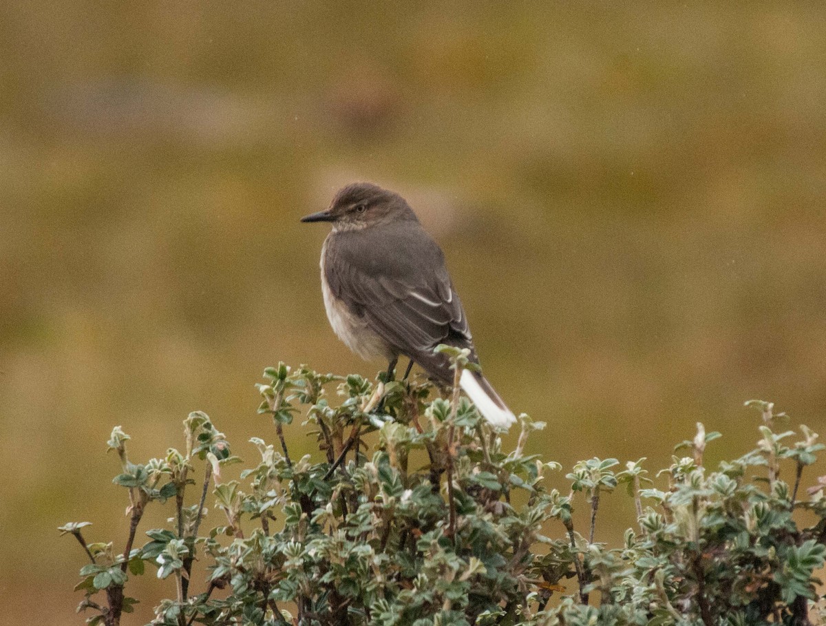 Black-billed Shrike-Tyrant - ML615873476