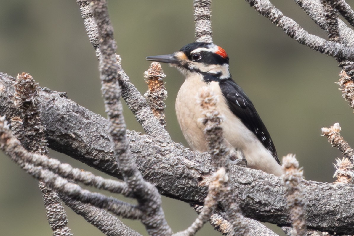 Hairy Woodpecker - David Barton