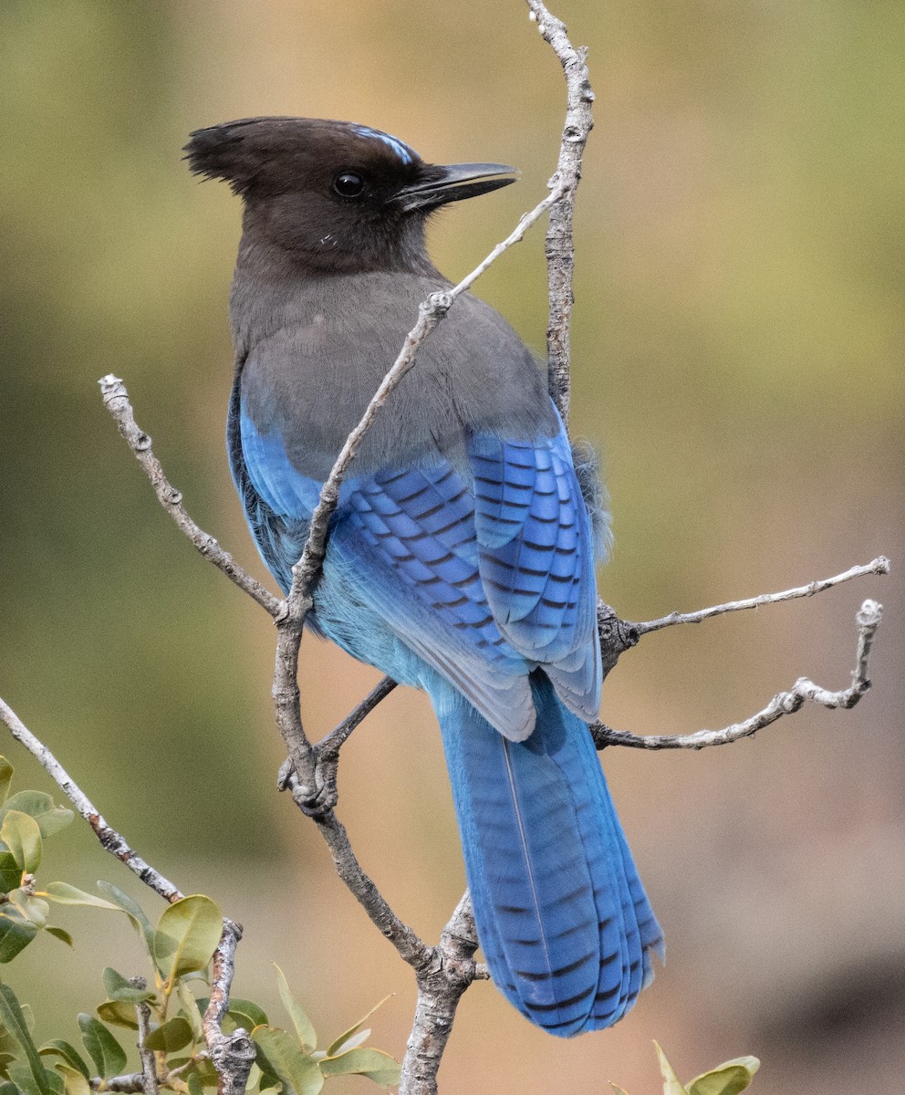 Steller's Jay - ML615873503