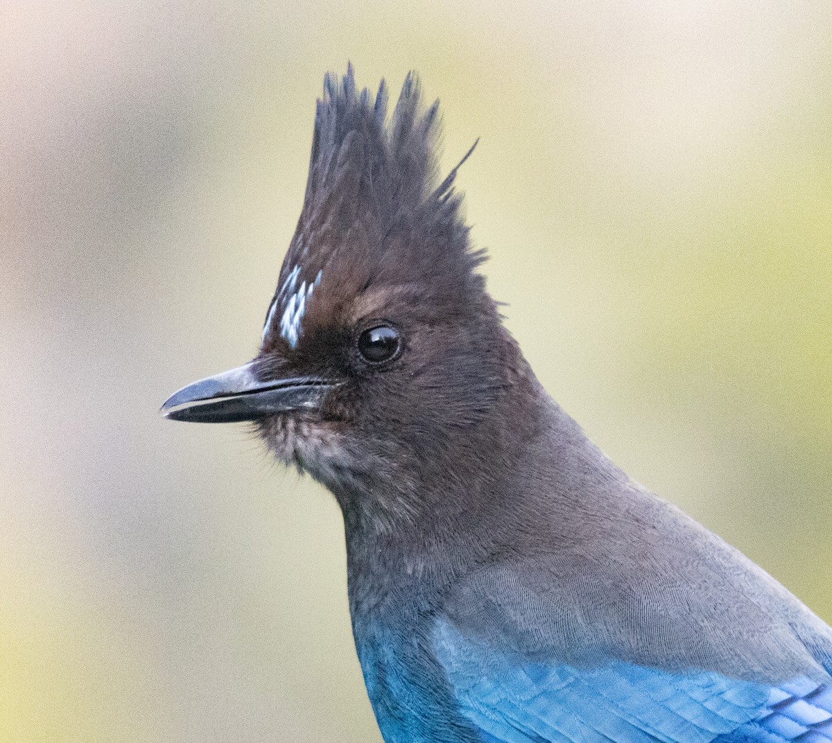 Steller's Jay - ML615873504