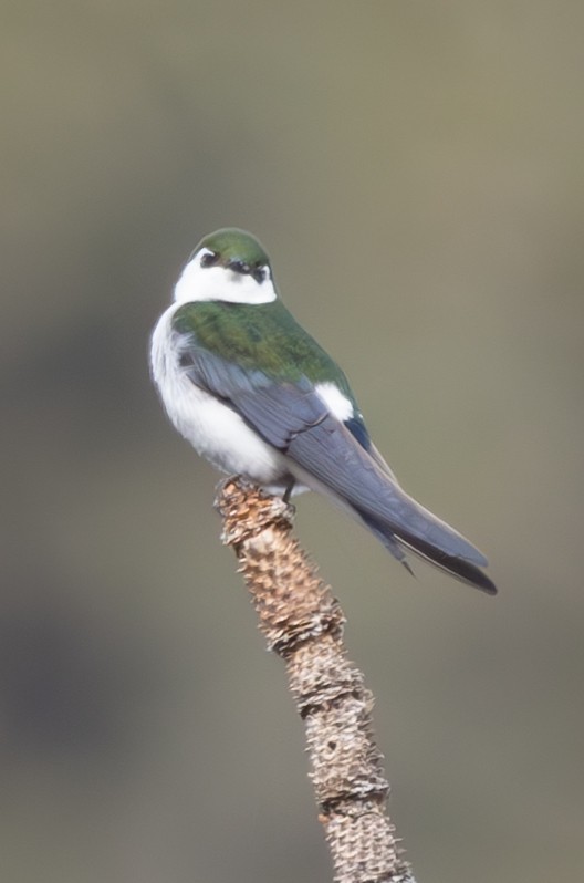 Violet-green Swallow - ML615873507