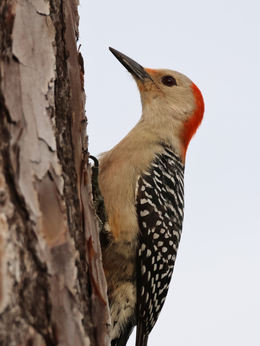 Red-bellied Woodpecker - Alan Versaw