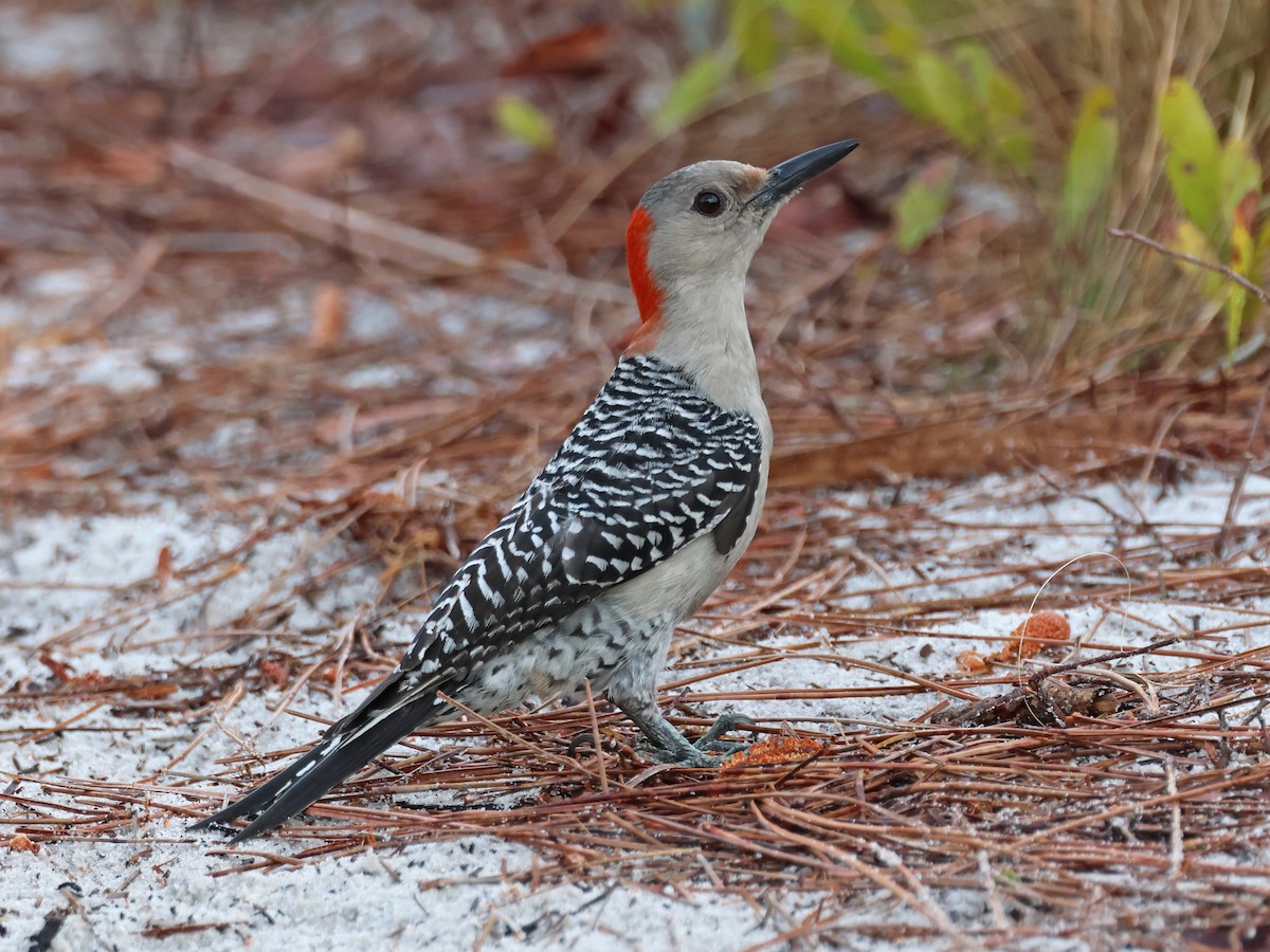 Red-bellied Woodpecker - Alan Versaw