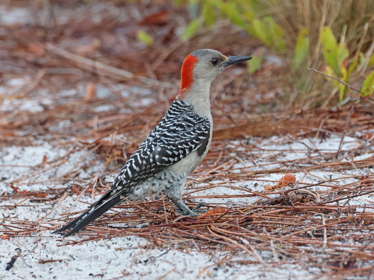 Red-bellied Woodpecker - Alan Versaw