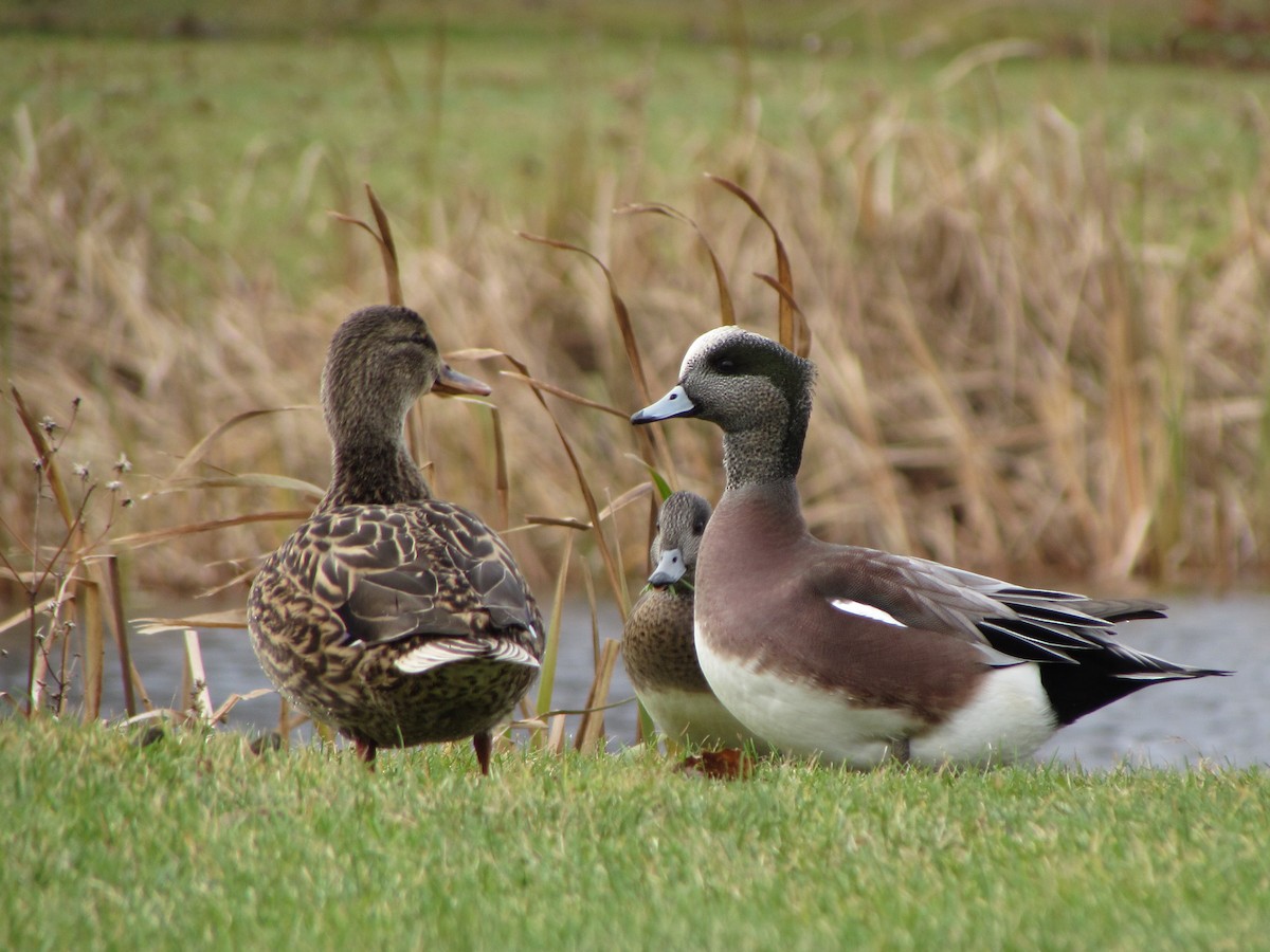 American Wigeon - Kim Clark