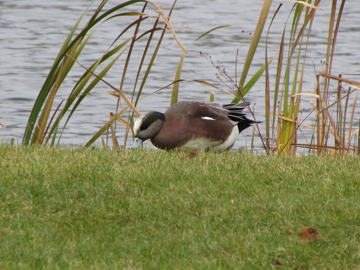 American Wigeon - Kim Clark