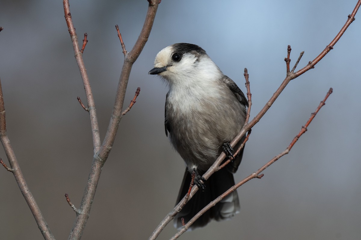Canada Jay - ML615873635