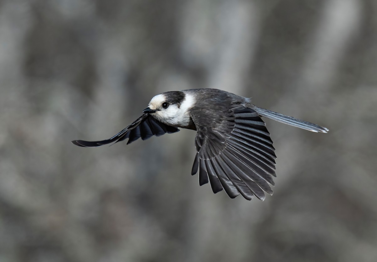 Kanada Kargası - ML615873643