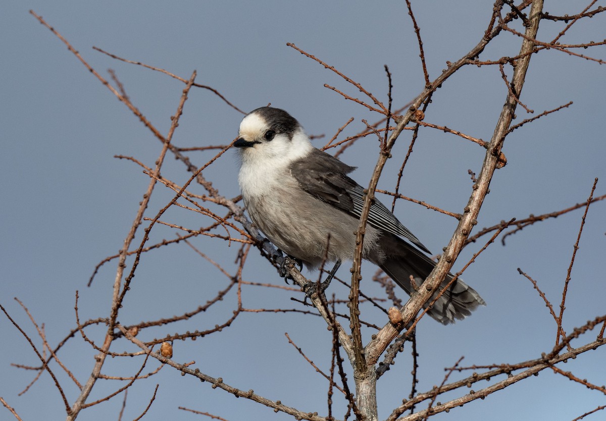 Kanada Kargası - ML615873652