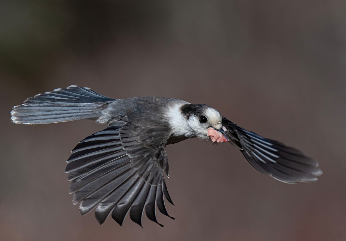 Kanada Kargası - ML615873659