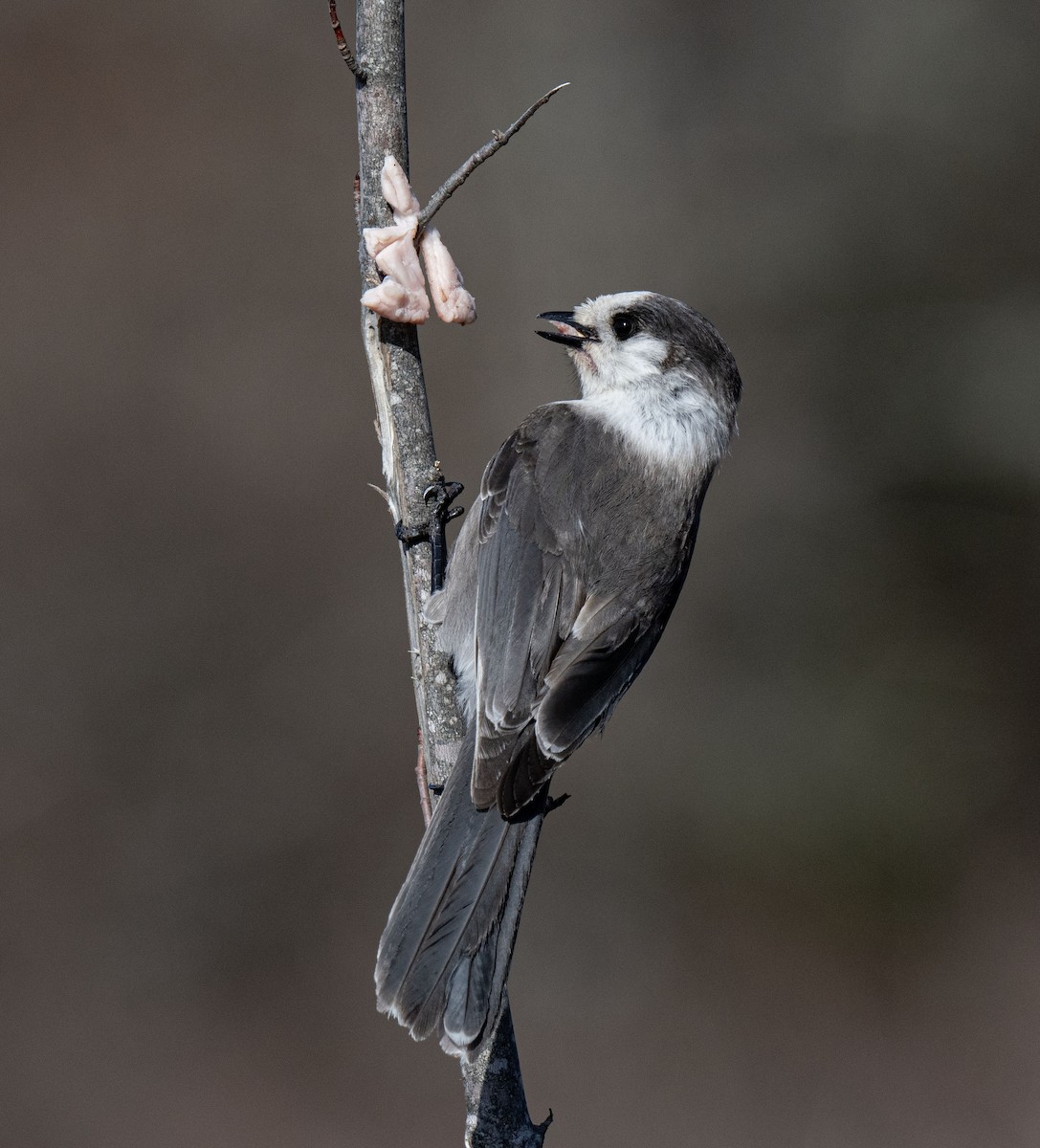 Kanada Kargası - ML615873667