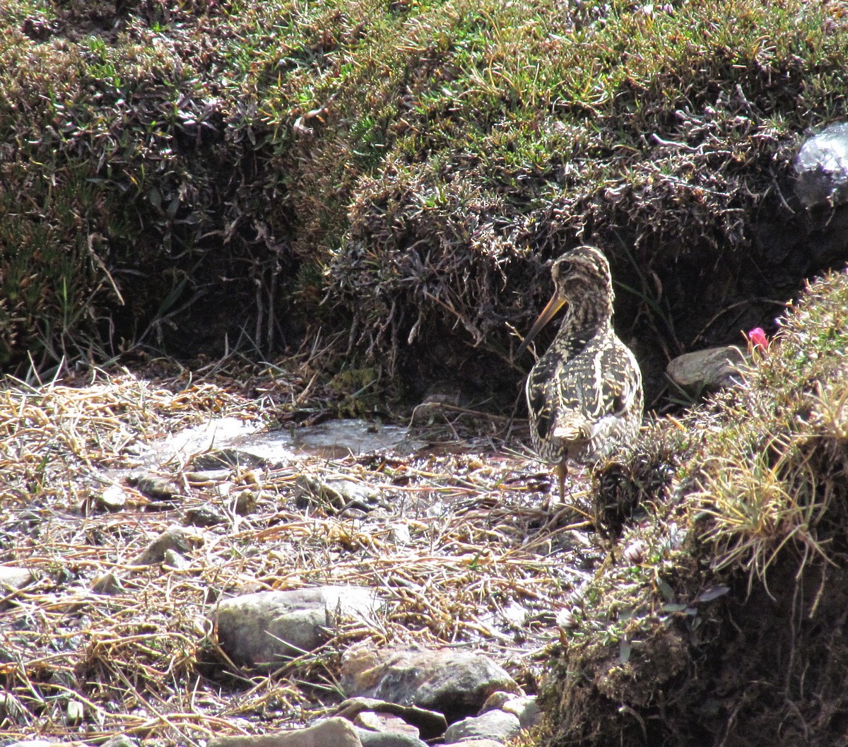 Puna Snipe - ML615873669