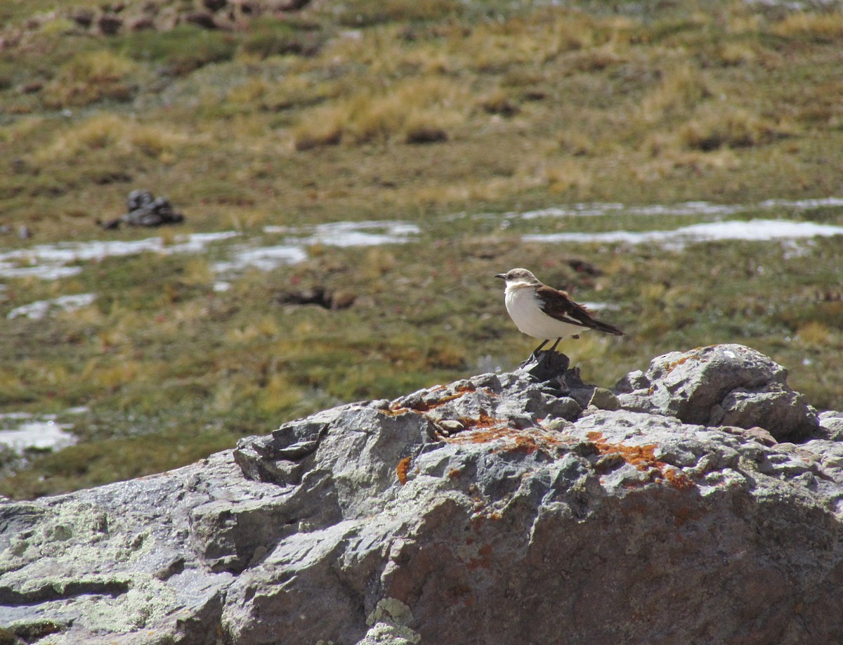 White-bellied Cinclodes - ML615873676