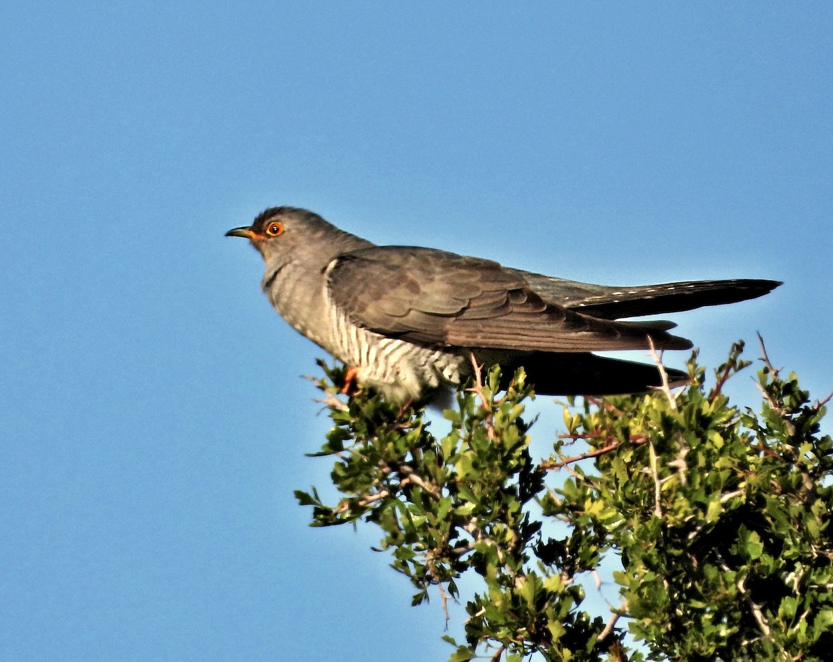 Common Cuckoo - silverwing 123