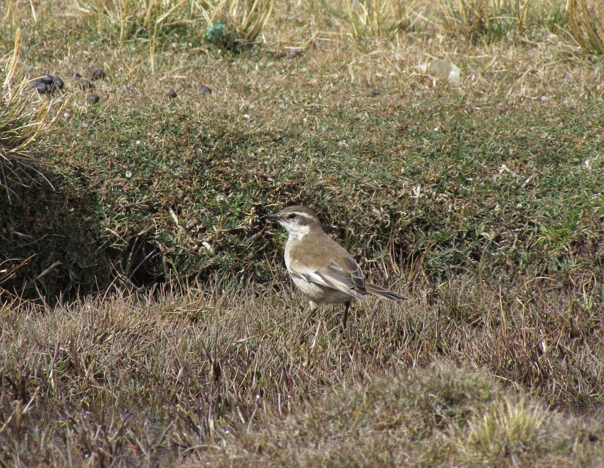 Cream-winged Cinclodes - ML615873688